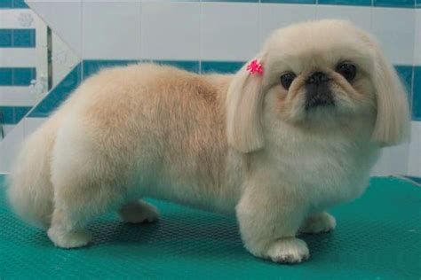 Animal Pictures. Cute Pictures. Doggy. ... Beautiful Dogs. 15 Pics That Show Pekingese Are The Best Dogs. The Pekingese will greet the owner with dignity and ... Dogs. Puppies. Dog Haircuts. 15 Best Pekingese Haircut Styles For 2021. The Pekingese has a beautiful and long hair that every owner wants to decorate or highlight. I present to you 15 ...